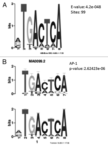 Figure 4. Motif analysis of hypoxia differentially methylated loci. (A) Position weight matrix description of DNA sequence enriched in hypoxia differentially methylated loci. A consensus DNA sequence of TGACTCA is enriched in 99 out of the 147 loci. (B) The enriched DNA sequence matches the consensus sequence of AP-1 binding region.