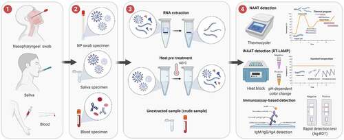 Figure 1. General COVID-19 diagnostic workflow using molecular testing (NAAT, iNAAT and immunoassay-based detection). (1) Sample collection methods; (2) Types of samples; (3) Sample processing or pre-treatment; (4) Test reaction and result reading. The methods illustrated are the most commonly used for COVID-19 diagnosis and the alternatives in each step are mostly interchangeable, except that blood samples are not used for NAAT and iNAAT techniques, and extracted RNA is not used for immunoassay detection. The image was created with BioRender.com