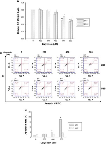 Figure 1 Effects of calycosin on proliferation, apoptosis, and cell cycle regulation in U87 and U251 cells.