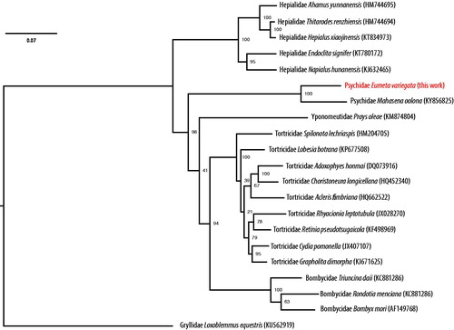 Figure 1. A maximum-likelihood tree of the phylogenetic position of E. variegata among other Leidoptera species. The tree was calculated from concatenated amino acid sequences of 13 mitochondrial protein genes using multiple alignment with MAFFT (Katoh and Standley Citation2014), followed by Trimal (80% consensus) and RAxML (Stamatakis Citation2015) with 100 bootstraps. Tree is visualized with FigTree (http://tree.bio.ed.ac.uk/software/figtree/). Orthoptera was used as an outgroup. GenBank accession numbers of mitogenome sequences used is shown in parentheses.