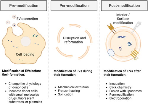 Figure 3. Schematic of drug loading and active targeting methods for EVs-based strategies (drawn by BioRender app).