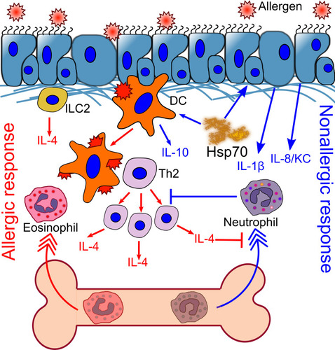 Figure 2 HSP70 induces neutrophil recruitment to the site of inflammation. Exogenous substance challenge induces neutrophil recruitment to the airways. However, inhaled allergen promotes IL-4 production by ILC2, and further by DC-activated Th2 cells. IL-4 concentration is increased locally and systemically. IL-4 blocks neutrophil recruitment, which promotes the recruitment of eosinophils and stimulates allergic airway inflammation. HSP70 activates the production of IL-1β and IL-8 by epithelial cells, which attract neutrophils to the periphery. Neutrophils block Th2 proliferation and allergic airway inflammation. HSP70 also prevents DC maturation and induces IL-10 production.