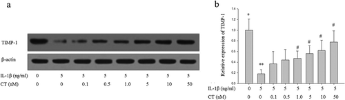 Figure 3. CT increases expression of TIMP-1 in IL-1β stimulated human chondrocytes. (a) Western blotting analysis of TIMP-1; (b) Relative quantitation of TIMP-1 expression; ** P < 0.01 compared with the control group (** vs. *); # P < 0.05 compared with the IL-1β group (# vs. **); CT: calcitonin; IL-1β: interleukin-1β; TIMP-1: tissue inhibitors of metalloproteinases-1.