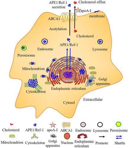 Figure 3 The subcellular localization of APE1/Ref-1 and ABCA1 is responsible for both cholesterol efflux and APE1/Ref-1 secretion. Computational analysis of the subcellular localization of human APE1/Ref-1 using GeneCards (https://www.genecards.org/). APE1/Ref-1 was detected in not only the nucleus but also other compartments, including the cytoskeleton, plasma membrane, etc. The extracellular secretion of APE1/Ref-1 depends on its acetylation. ABCA1 is responsible for both cholesterol efflux and acetylated APE1/Ref-1 secretion.