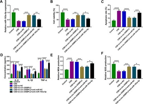 Figure 5 Circ-OSBPL2 knockdown reverses CSE-induced apoptosis, inflammation and oxidative stress in HBECs via targeting miR-193a-5p. (A–F) 16HBE cells were transfected with si-NC, si-circ-OSBPL2, si-circ-OSBPL2 + anti-miR-NC, or si-circ-OSBPL2 + anti-miR-193a-5p, followed by treatment with 2% CSE for 24 h (n=3). (A) qRT-PCR analysis of miR-193a-5p expression in cells. (B) Cell viability analysis using CCK-8 assay. (C) Cell apoptosis analysis with flow cytometry. (D) ELISA for the detection of IL-8, IL-1β, and TNF-α levels. (E and F) Measurement of MDA and SOD levels in cells using Commercial kits. *P <0.05, **P< 0.01, ***P<0.001, ****P < 0.0001.