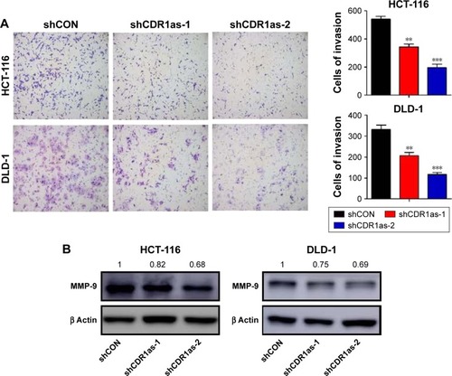 Figure 3 CDR1as downregulation suppresses tumor cell invasion.