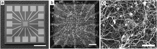 Figure 8. (a) Multi-electrode array (MEA) fabricated for atomic switch NWN characterisation (scalebar = 4 mm). (b) SEM image (scalebar = 0.5 nm) of MEA atomic switch Ag-Ag2S NWN device. (c) SEM image (scalebar = 50 μm) of atomic switch Ag-Ag2S NWN grown on a pre-patterned substrate. Reproduced with permission from Demis et al. [Citation96]