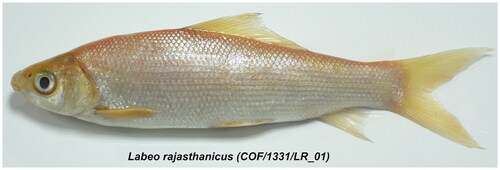 Figure 1. Image of voucher specimen of Labeo rajasthanicus with specimen repository accession number COF/1331/LR_01 (source of image: original image taken by author Mamta Singh).