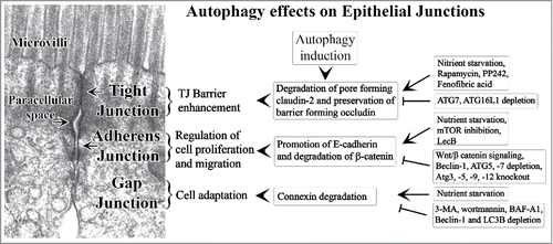 Figure 2. Summary of the cell homeostatic effects of autophagy on the epithelial cell junctions. Various positive or inhibitory regulators of authophagic effects on cell junctions are listed. The backdrop shows transmission electron micrograph of mouse small intestinal tight junction and adherens junction.