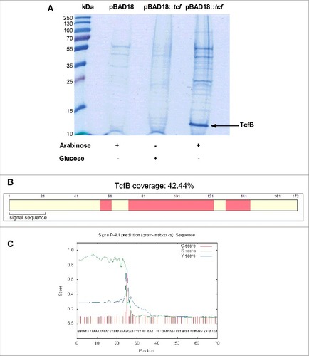 Figure 6. Heterologous expression of the S. Infantis Tcf in a surrogate bacterial system. (A) tcfABCD tinR and tioA from S. Infantis were cloned into pBAD18 under the arabinose inducible promoter. pBAD18::tcfABCD tinR tioA (pBAD18::tcf) was transferred into a fimbriae-less E. coli ORN172 strain. E. coli ORN172 /pBAD18 (pBAD18) was used as a negative control. Surfaces enriched fractions were extracted, concentrated and separated using 15% SDS-PAGE. (A) Coomassie-stained gel after arabinose induction (lanes 2, 4) or glucose suppression (lane 3) of Tcf (lanes 3, 4) or the empty vector (lane 2) is shown. A specific 13 kDa band that appeared in the arabinose inducible culture was analyzed by LC-MS/MS and identified as the major Tcf subunit, TcfB. (B) Schematic representation of TcfB peptides identified by MS analyses with 42.44% coverage (of the entire protein). The identified peptides are marked in pink and the predicted signal sequence is annotated. (C) The signal peptide of TcfB preceding the Sec cleavage site between positions 24 and 25 (VSA-VQ) as was predicted by the SignalP 4.1 program. Cleavage site prediction is based on three different scores, (C, S and Y) for each position in the TcfB sequence, shown by the red, green and blue lines