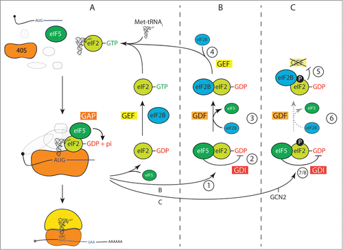 Figure 1. Models for eIF2B functions in protein synthesis initiation. (A) Original model depicting eIF2-GTP-Met-tRNAi recruitment to the ribosome and its release following GTP hydrolysis to eIF2-GDP upon mRNA AUG start codon recognition. Here eIF2B perfoms a single GEF step to reactivate eIF2. (B) Revised model for eIF2 recycling accounting for eIF5 GDI and eIF2B GDF functions. (C) New model showing the impact of eIF2α phosphorylation on eIF2B and eIF5. For further explanations, including step numbering, refer to the main text.