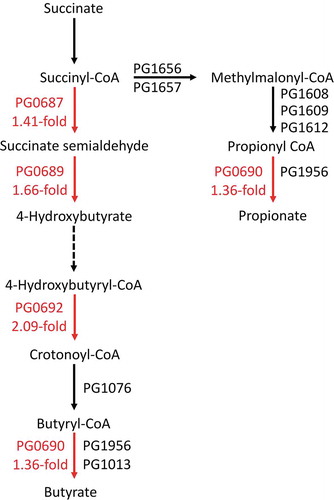 Figure 1. Succinate catabolism pathways of P. gingivalis W50. The metabolic genes and pathway reactions of P. gingivalis W83 were sourced from KEGG with reference to Yoshida et al. [Citation44,Citation45] and Sato et al. [Citation46]. Gene products with their gene expression fold changes are listed in red for each gene that showed upregulation during P. gingivalis W50 growth in OB:CM relative to OBGM. Gene products listed in black were encoded by genes that did not show differential expression. The dotted arrow indicates that the gene coding for a 4-hydroxybutyrate CoA transferase in P. gingivalis is currently unknown.