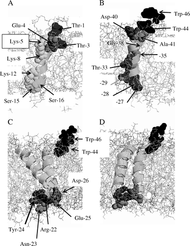 Figure 4.  PV4 helix 1 (A) and helix 2 (B) shown with the relevant residues indicated by arrows. The residues are shown in vdW representation and highlighted using a grey scale colour code (RASMOL). The lipid membrane is show in stick modus, water molecules are omitted for clarity. The monomers seen from different perspectives (C and D). The residues are indicated by arrows and are also highlighted in a grey scale colour representation. This figure is reproduced in colour in the online version.