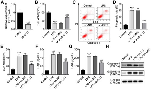 Figure 3. Silencing of OGT suppresses LPS-induced chondrocyte injury. A. OGT expression was knocked down in chondrocytes (ATDC5 cells) with the specific shRNA adenovirus (sh-OGT). The knockdown efficiency was measured using RT-qPCR. B. The viability of LPS-induced ATDC5 cells was assessed by CCK-8 assay after silencing of OGT. C, D. The pyroptosis rate of LPS-induced ATDC5 cells was measured by flow cytometry after silencing of OGT. E. The effect of OGT silencing on LPS-induced LDH release in ATDC5 cells was detected by using an LDH detection kit. F-G. The cellular level of inflammatory cytokines (IL-1β and IL-18) in LPS-induced ATDC5 cells was analysed through ELISA after OGT silencing. H. The levels of pyroptosis-related proteins were examined by western blot. ***P < 0.001: sh-OGT group vs sh-NC group; LPS vs Control group. ###P < 0.001 and ##P < 0.01: LPS + sh-OGT group vs LPS + sh-NC group.