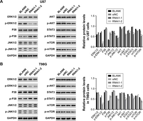 Figure 4 Knockdown of TMEM176A affects the signal transduction in GBM cells.