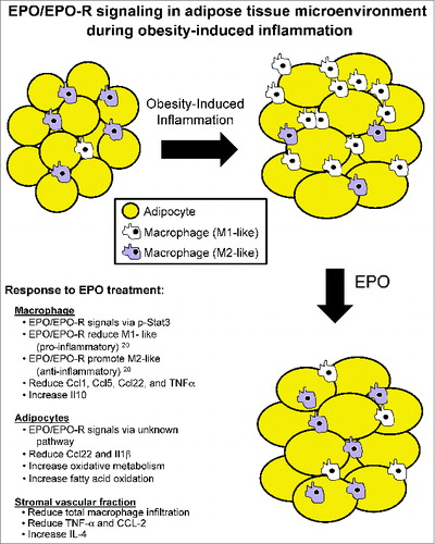 Figure 2. Proposed model for EPO/EPO-R signaling in the adipose tissue microenvironment during obesity-induced inflammation summarizing known EPO effects on i) M1 versus M2-like Mф populations, and ii) cytokine/chemokine gene expression profiles in Mф vs. adipocytes.