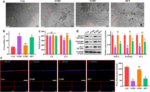 Figure 2. ETBF and BFT contribute to the disruption of the intestinal mucosal barrier model in vitro. a: changes of SW480 cell ultrastructure in each group were observed by TEM. Scale bar: 500 nm. Red arrows indicate villi; yellow arrows denote tight junctions; green arrows mean desmosomes. b: permeability of Caco2 intestinal barrier models obtained by FITC-dextran (40 kDa) assay. c: TEER of the Caco2 intestinal barrier model at 0 and 21 d. d: effect of ETBF, NTBF and BFT treatment on the expression of barrier-related proteins (MUC2, Occludin and zo-1) in the Caco2 intestinal mucosal barrier model was measured by western blotting. e: Representative if images and comparison of mean fluorescence intensity of zo-1 in Caco2 cells from each group. Scale bar: 50 µm. Compared to the Con group, “a” represents p < 0.05 and ns represents no significant difference.