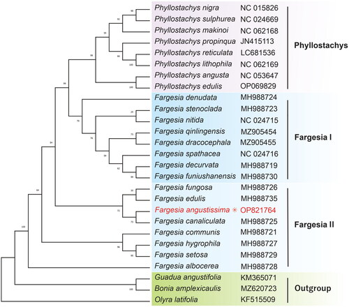 Figure 3. Phylogenetic relationships of F. angustissima and other bamboo species. The unrooted evolutionary tree was constructed using the ML method involving 27 species in Bambusoideae. The sample and respected bootstrap support value were clustered for each branch node. The complete cp sequences and accession ID were used as follows: Phyllostachys nigra NC015826 (Zhang et al. Citation2011), P. sulphurea NC024669, P. propinqua JN415113 (Wu and Ge Citation2012), F. spathacea NC024716 and F. nitida NC024715 (Ma et al. Citation2014), F. denudata MH988724, F. decurvata MH988719, F. funiushanensis MH988730, F. stenoclada MH988723, F. fungosa MH988726, F. canaliculata MH988725, F. edulis MH988735, F. communis MH988721, F. albocerea MH988728, F. hygrophila MH988727, and F. setosa MH988729 (Zhou et al. Citation2019), Guadua anagustifolia KM365071 (Wu et al. Citation2015), and Olyra latifolia KF515509 (Burke et al. Citation2014).