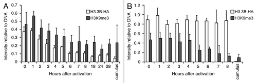 Figure 3. Dynamics of H3.3 and H3K9me3 during reprogramming in H3.3KD SCNT embryos. (A) Dynamics of donor cell-derived H3.3B-HA and H3K9me3 in the nuclei of H3.3B-HA cumulus SCNT embryos. The loss of donor cell-derived H3K9me3 is concurrent with the loss of donor cell-derived H3.3B-HA. (B) Dynamics of the donor cell-derived H3.3B-HA and H3K9me3 in the nuclei of H3.3KD SCNT embryos. The loss of donor cell-derived H3K9me3 is not altered when maternal H3.3 is knocked down. Cumulus: H3.3B-HA wild-type cumulus cells. Data are represented as H3.3B-HA and H3K9me3 fluorescence intensities relative to DNA at various time points, with error representing SD (n ≥ 5).