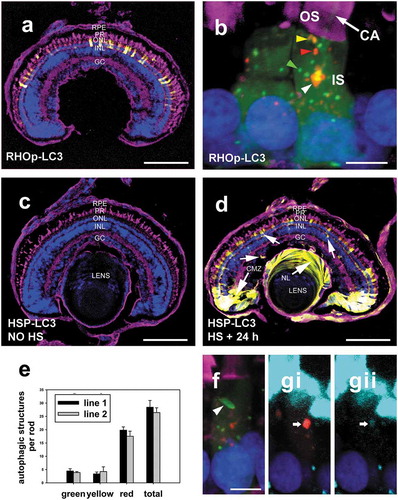 Figure 1. Initial characterization of transgenic reporter lines by confocal microscopy. (a) A retina section from a RHOp-mRFP-eGFP-LC3 transgenic X. laevis tadpole at 6 dpf. Scale bars: 100 μm. (b) Rods of RHOp-mRFP-eGFP-LC3 transgenic X. laevis tadpoles at 6 dpf . Note the presence of green puncta (green arrowhead), yellow puncta (yellow arrowhead), red puncta (red arrowhead) and the large red structure (white arrowhead) in the rod inner segment. The fainter diffuse green fluorescent background extends into the outer segment along the microtubules of the cilliary axoneme (white arrows). Rod outer segments were labeled with WGA-Alexa Fluor 647, represented by the magenta color in the confocal micrograph. Scale bars: 5 μm. (c) A retina section from a HSPA1A/hsp70p -mRFP-eGFP-LC3 transgenic tadpole euthanized without heat-shock at 6 dpf. Scale bars: 100 μm. (d) A retina section from a HSPA1A/hsp70p -mRFP-eGFP-LC3 transgenic tadpole that received a 1 h heat-shock at 6 dpf and was euthanized 24 h later. Scale bars: 100 μm. (e) Quantification of the number of autophagic structures per rod of RHOp-mRFP-eGFP-LC3 line1 and line2. The numbers of green, yellow, red and total puncta per rod were quantified respectively. Error Bars = S.E.M. The number of autophagic structures did not differ significantly between the two transgenic lines. (T-test for green, yellow, red, total puncta, P = 0.53, 0.67, 0.34, 0.54 respectively). (F) A rod expressing RHOp-mRFP-eGFP-LC3 containing a large green autophagic structure (white arrowhead) in the inner segment. Scale bars: 5 μm. (Gi) Co-localization of a large red structure with CYCS labeling (cyan). Scale bars: 5 μm. (Gii) Isolated CYCS signal. CA, cilliary axoneme; IS, inner segment; RPE: retinal pigmented epithelium; PR: photoreceptor; ONL: outer nuclear layer; INL: inner nuclear layer; GC: ganglion cell. Green: eGFP; Red: mRFP; Magenta: WGA-Alexa 647; Blue: Hoechst 33,342; Cyan: CYCS.