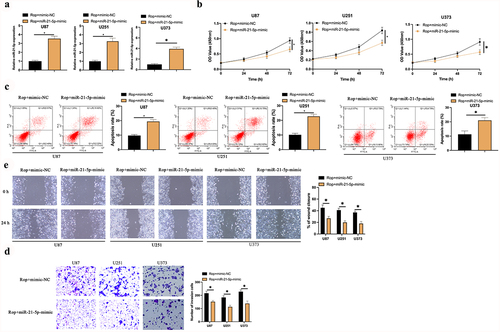 Figure 3. MiR-21-5p exerts the crucial action in Rop suppressing GBM’s growth. A: RT-qPCR test of miR-21-5p in Rop-treated U87, U373, and U251 cells after transfection of miR-21-5p-mimic; B: CCK-8 examination of Rop-treated U87, U373, and U251 cell proliferation; C: Flow cytometry test of Rop-treated U87, U373, and U251 cell apoptosis; D: Transwell examines Rop-treated U87, U373, and U251 cell invasion; E: Cell scratch examination of Rop-treated U87, U373, and U251 cell migration; B-E, the influence of transfection of miR-21-5p-mimic on them. Manifestation of values was in mean ± SD (N = 3).