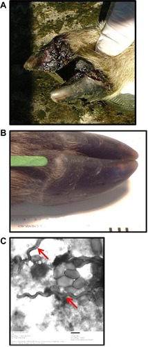 Figure 2 Ovine and cervine digital dermatitis.