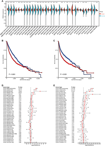 Figure 4 Expression and prognostic values of PSMC2 in pan-cancer. (A) The level of PSMC2 expression in different tumor types from the TCGA and the GTEx database. Note: “*” indicates statistical significance. (B and C) Kaplan-Meier analysis showed survival curves of OS and progression free survival (PFS) in patients with low and high PSMC2 expression in pan-cancer. (D and E) Forest plot showing the prognostic values of PSMC2 in terms of OS and PFS in different cancer types.