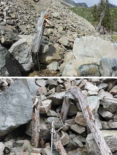 Figure 4. Partially buried trunks and sheared stumps found in the frontal debris of Hellraving rock glacier: (a) sample HRG06 and (b) samples HRG14 (left) and HRG15 (right)