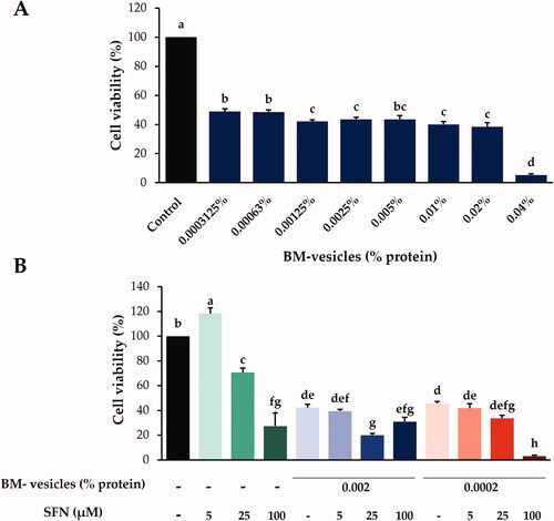 Figure 5. Cytotoxic effects. In the MTT assay, the cytotoxic effects in SK-MEL-28 cells of Broccoli membrane (BM)-vesicles at different concentrations (0.04–0.0003125%) (A) and free and encapsulated sulforaphane (SFN) (5, 25, and 100 µM) (B) were analyzed. Data are mean ± SE of three independent experiments. Different letters indicate significant differences between groups after one-way ANOVA and Duncan’s test (p < 0.05).