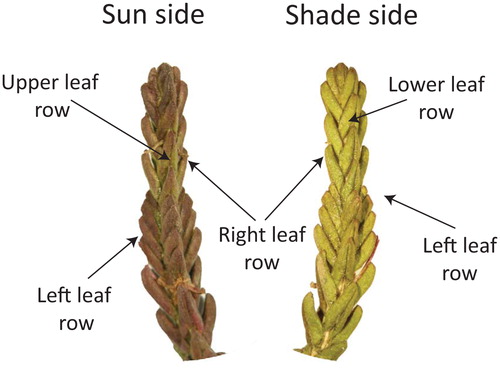 FIGURE 1. Photographs of two sides of a single Cassiope tetragona shoot. Leaves and parts of leaves facing the sun have a dark red-green color, whereas leaves and parts of leaves pointed towards the soil are bright green.