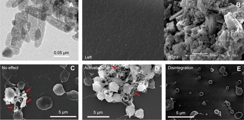 Figure 1 (A) TEM micrographs of HAp nanoparticles. The sizes of the rod-shaped primary particles were ~30×50 nm. (B) Left: SEM image shows that almost no platelet was observed on the control group (i.e., silica-basement without the xerogels); Right: on the silica-based xerogels, the amount of platelets was dramatically increased on the CaMX. (C) Field-emission scanning electron microscopy (FESEM) image shows no effect or slight activation of platelets with C60 fullerene; and (D) FESEM image shows strong activation of platelets with multiwalled carbon nanotubes; (E) FESEM image shows disintegarion of platelets with aminoterminated PAMAM dendrimer. Red arrows indicate nanomaterials.Notes: (A) Adapted from Hama C, Umeda T, Musha Y, Koda S, Itatani K. Preparation of novel hemostatic material containing spherical porous hydroxyapatite/alginate granules. J Ceram Soc Japan. 2010;118(1378):446–450. Creative Commons license and disclaimer available from: http://creativecommons.org/licenses/by/4.0/legalcode.Citation35 (B) Republished with permission of Trans Tech Publications Ltd, from [Development of a novel CaP-containing mesoporous silica-based xerogels used as hemostatic material with good biodegradability and low heat generation, Li XS, Lin W, Xin FL, Yuan Y, Liu CS, Long Da C, vol 340, copyright 1994]; permission conveyed through Copyright Clearance Centre, Inc.Citation15 (C) and (D) Copyright ©2017. Dove Medical Press. Adapted from Simak J, De Paoli S. The effects of nanomaterials on blood coagula tion in hemostasis and thrombosis. Wiley Interdiscip Rev Nanomed Nanobiotechnol. 2017;9(5):e1448.Citation54Abbreviations: HAp, hydroxyapatite; TEM, transmission electron microscopy; SEM, scanning electron microscopy.