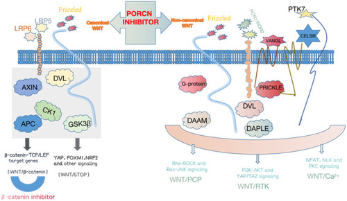 Figure 1 Canonical WNT signaling is transduced by the WNT/β-catenin and WNT/STOP (stabilization of proteins) signaling cascades through Frizzled (FZD) and LRP5/6 receptors, whereas non-canonical WNT signaling is transduced by the WNT/PCP (planar cell polarity), WNT/RTK (receptor tyrosine kinase), and WNT/Ca2+ signaling cascades through FZD and/or ROR1/ROR2/RYK receptors.