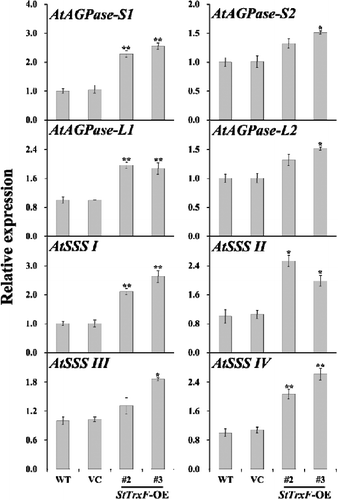 Figure 4. Gene expression analysis: transcription levels of starch biosynthesis genes in the leaves of four-week-old WT, VC and StTrxF expressing plants grown under standard/physiological conditions.