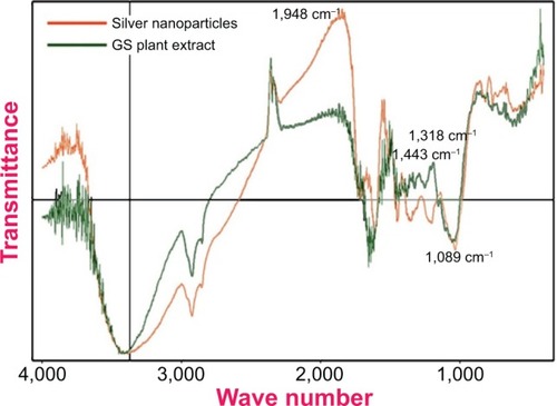 Figure 5 Fourier transform infrared spectroscopy spectrum of green-synthesized silver nanoparticles along with the plant extract of Gymnema sylvestre (GS).