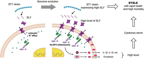 Figure 6. Acquiring high expression of SLY enabled non-epidemic S. suis to cause STSLS through NLRP3 inflammasome hyperactivation. It also provided an explanation why the epidemic S. suis strain, which evolved from ST1 strain and expressed high level of SLY, could suddenly cause a cytokines storm and STSLS.