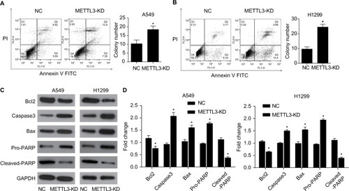 Figure 5 Knockdown of METTL3 induced apoptosis in lung cancer cells.Notes: Knockdown of METTL3 promoted the apoptosis of A549 (A) and H1299 (B) cells. (C) Western blot was performed to analyze the expression of apoptosis-related protein, including BCL2, active caspase 3, Bax, pro- and cleaved-PARP. GAPDH served as a loading control. (D) The values of the band intensity represent the densitometry estimation of each band normalized to GAPDH (*P<0.05).Abbreviation: PI, propidium iodide.