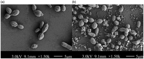 Figure 2. Observation of YLCs of T. fuciformis by Scanning electron microscope (SEM). (a) YLCs without Lywallzyme treatment. (b) YLCs with 0.1% Lywallzyme treatment. The wounds on the surface of YLCs were marked by the arrow.