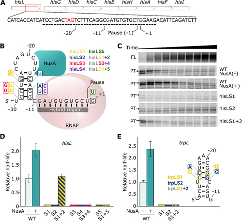 Figure 1. Transcriptional pausing at the hisL and trpL pause sites. (A) The hisL pause site is located in the hisL leader peptide of the hisLGDCBHAFI operon. The red rectangle represents the region of the sequence in which is found the pause site within the operon. The stop codon of the leader peptide is shown in red. The −1 position refers to the pause site. The dashed line represents the genomic segment used for in vitro transcription assays in this study. (B) Schematic of a cotranscriptionally folded RNA hairpin located upstream of the DNA-RNA hybrid region. The hairpin is shown interacting closely with exit channel of the RNA polymerase (RNAP, pale red). NusA (teal) can establish a bridge between the hairpin loop and the RNAP, resulting in an extended pause half-life. The consensus sequence G−10Y−1G+1 is presented in hollowed black residues within the hybrid region. The different mutant sets used in the study are shown and are colour coded. Double mutants (hisLS3, hisLS6 and hisLS8) are shown with colours corresponding to single mutants. (C) Representative transcription kinetics of the hisL pause. The full-length (FL, 77 nt) and the paused transcripts (PT, 54 nt) are shown. Only the paused transcripts are shown when using NusA and for the tested mutants. (D) Relative half-lives of hisL pause and the different mutants used. The mutants are depicted by their respective numbers (e.g. 1 for hisLS1). The colours are related to the panel B and hatched bars represent combinations of the corresponding mutation sets. (E) Relative half-lives of trpL pause and the different mutants used. The nomenclature used is the same as the one described in panel D. The predicted structure of the hairpin and the different mutants used are shown on the right. The compensatory mutant trpLS3 is shown with colours corresponding to single mutants trpLS1 and trpLS2.