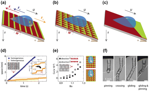 Figure 3. (a) Sliding of a liquid drop of volume V on a plane tilted by an angle α. The liquid has density ρ and viscosity μ. The sliding velocity U is the result of the balance between the down-plane component of the gravitational force Fg = ρVgsinα, the interfacial force and the viscous force Fμ ~ μUV1/3 [Citation28]. The advancing contact angle θA is larger than the receding angle θR. The surfaces may be functionalized with stripes of alternating wettability with periodicity W. (b) Red triangular domains represent (glass) hydrophilic parts, and green areas symbolize (OTS) hydrophobic regions. (c) Chemical step formed between a hydrophilic and a hydrophobic region. (d) Time evolution of the drop frontal point on homogeneous and striped (shown in the accompanying condensing figure) surfaces presenting the same static contact angle. The enlargement shows the characteristic stick-slip behaviour for both the front and rear contact points of the sliding drop. (e) Ca number (e.g. mean velocity) as a function of Bo number (e.g. plane inclination α) on the triangular patterns indicating that drops slide down faster along the direction Display full size Red Down-pointing triangle: character code 25Bc from Unicode (hex), up to 50% with respect to the opposite direction Display full size Red Up-pointing triangle: character code 25B2 from Unicode (hex), respectively. (f) Sequence of the four possible trajectories exhibited by a drop approaching a chemical step: (a) the drop pins; (b) the drop crosses the step; (c) the drop glides along the step; and (d) the drop partially glides along the step and pins at a later stage.