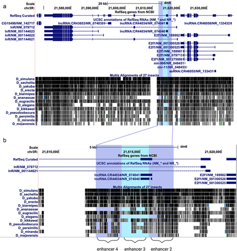 Figure 6. Evolutionary conservation of the InR locus. a) Conservation of the entire InR locus in 13 Drosophila species from the UCSC Genome Browser. b) Zoomed in view of the integrated locus of enhancers 2, 3, and 4, illustrating the higher level of conservation in enhancer 2.