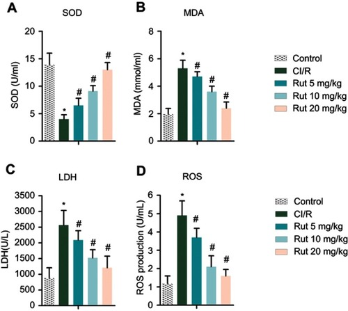 Figure 4 Rut improves oxidative stress in MCAO rats. The rats were grouped into five groups (ten in each group): control group, the rats were received similar surgical treatment but no screws were inserted; CI/R model; CI/R+Rut (5 mg/kg), the CI/R rats were treated with 5 mg/kg for 4 weeks; CI/R+Rut (10 mg/kg), the CI/R rats were treated with 10 mg/kg for 4 weeks; CI/R+Rut (20 mg/kg), the CI/R rats were treated with 20 mg/kg for 4 weeks. (A) SOD. (B) MDA. (C) LDH. (D) ROS. (*p<0.05 vs control group; #p<0.05 vs CI/R group).