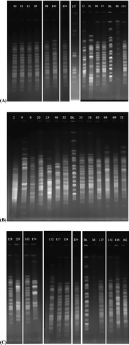 Figure 1. PFGE patterns of XbaI-digested genomic DNA of strains (A, B and C).