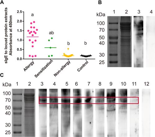 Figure 2 Identification of the sensitization to locust proteins of the subjects. (A) Measurement of sIgE for locust proteins by ELISA. Statistically significant differences are shown using different letters above the bars (P < 0.05, one-way ANOVA), a is significant different from b, ab is not different from a or b. (B and C) sIgE immunoblotting of locust protein. (B) Lane 1, protein marker. Lane 2, SDS-PAGE of locust extracts protein. Lane 3, immunoblotting with sera pool from 10 locust-allergic subjects. Lane 4, immunoblotting with sera pool from 10 control subjects. (C) Lane 1, protein marker. Lane 2, SDS-PAGE of locust extracts protein. Lanes 3–11, immunoblotting with individual serum from locust-allergic subjects. Lane 12, pooled sera from 10 control subjects.