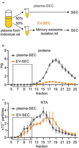 Figure 3. (a) A precipitation-based isolation method was evaluated using size-exclusion chromatography (SEC). Plasma from individual rat was divided in two 800 µl aliquots and the first aliquot was analysed with SEC (plasma-SEC). EVs from the second aliquot was first isolated using precipitation-based kit and the EV pellet was further analysed with SEC (EV-SEC). (b) Measurement of the protein concentration in each fraction showed that precipitation isolation removed 85% to 91% of the total plasma proteins. (c) Nanoparticle tracking analysis (NTA) indicated that the total number of particles was comparable in the plasma-SEC and EV-SEC, but the main peak moved towards later fractions in EV-SEC. The figures present four individual rats (biological replicates). Data are expressed as the mean ± standard error of the mean. Black box indicates the EV-rich fractions.
