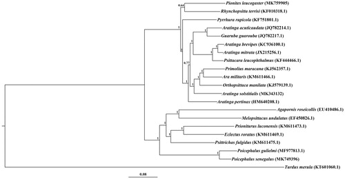 Figure 1. Bayesian tree of 20 parrots based on complete mitogenomes. T. merula was set as an outgroup. Posterior probability values are shown at nodes and numbers following scientific names are GenBank accessions.