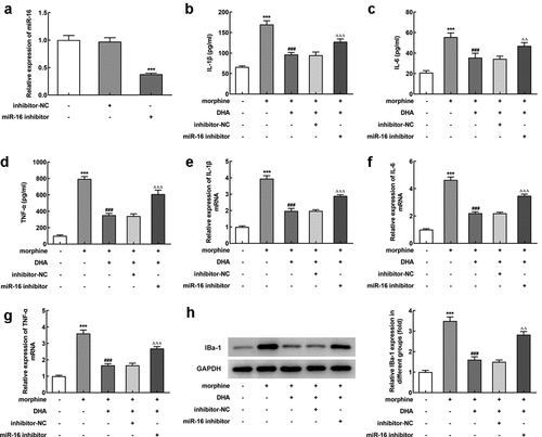 Figure 5. miR-16 inhibitor partly abolished the protective effects of DHA in morphine-induced BV-2 cells
