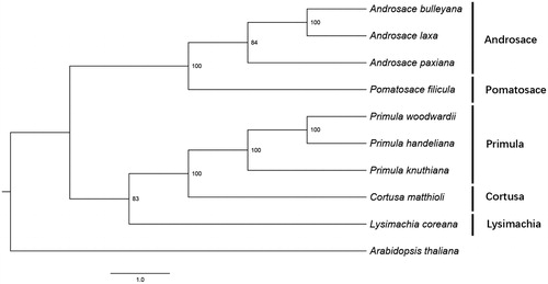 Figure 1. Phylogenetic relationship of the P. filicula chloroplast genome with nine previously reported complete chloroplast genomes.