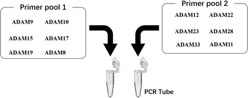 Figure 8 The proposal model image of the Ion AmpliSeq Sequencing system used in the present work. The primer pool 1 includes the ADAM9, ADAM10, ADAM15, ADAM17, ADAM22 or ADAM8, whereas the primer pool 2 includes the ADAM12, ADAM19, ADAM23, ADAM28, ADAM33 and ADAM11.