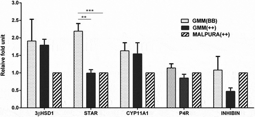 Figure 6. Quantitative expression of the hormone, hormone receptor and steroidogenic associated genes in the granulosa cells of different FecB genotypic groups of ewes. Relative abundance of the hormone, hormone receptor and steroidogenic associated genes in GCs of homozygous carrier GMM (FecBBB), non-carrier GMM (FecB++) and non-carrier Malpura (FecB++) ewes with reference to RPL19 as housekeeping gene (internal control). Pairwise significant difference between means was considered from P value lower than 0.05 to 0.001. Straight lines between two values with asterisks above them depict the significant difference as *P < 0.05, **P < 0.01, ***P < 0.001.