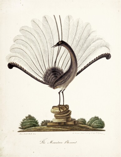 Figure 3. Richard Browne, The mountain pheasant, 1819, watercolour and gouache. Art Gallery of South Australia.